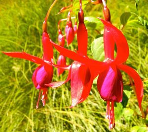 Close-up of red flower blooming in field