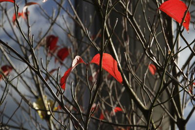Close-up of red leaves on plant