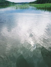 Reflection of trees in water