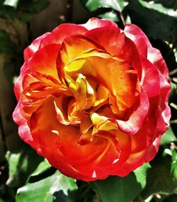 Close-up of red rose