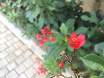 Close-up of pink flowers blooming outdoors