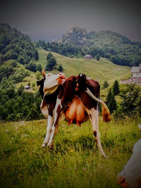 Horse on field