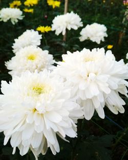Close-up of white daisy flowers