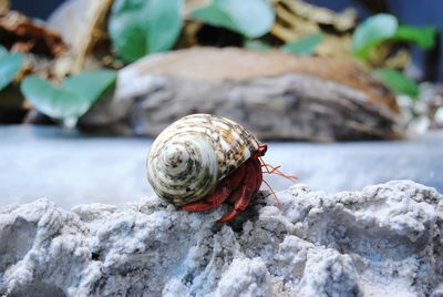 Close-up of hermit crab on rock