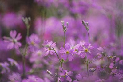 Close-up of purple flowers