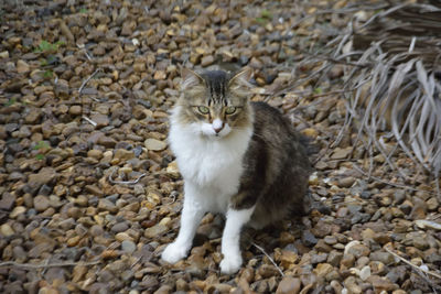 Portrait of cat sitting on pebbles