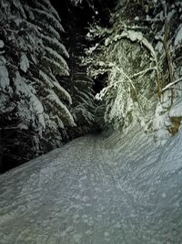 Frozen trees in forest during winter