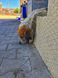 Cat sitting on sidewalk