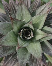 Close-up of succulent plant