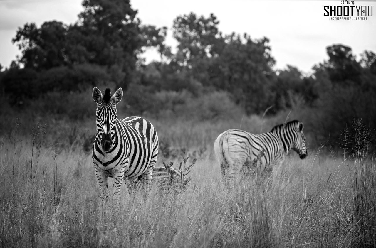 VIEW OF TWO ZEBRAS ON LAND