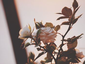 Close-up of white flowers on tree