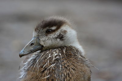 Close-up of a bird looking away