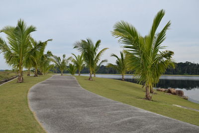 View of palm trees on beach against sky