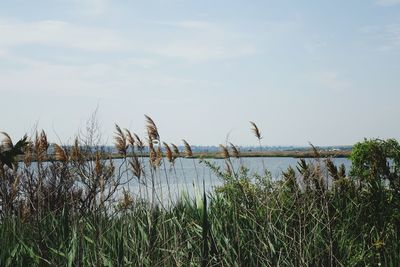 View of birds on land against sky