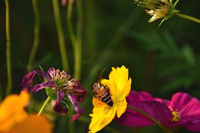 Close-up of bee pollinating on yellow flower