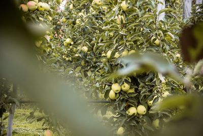 Close-up of fresh green tree