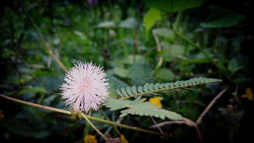 Close-up of flower