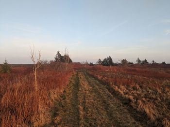 Scenic view of field against sky