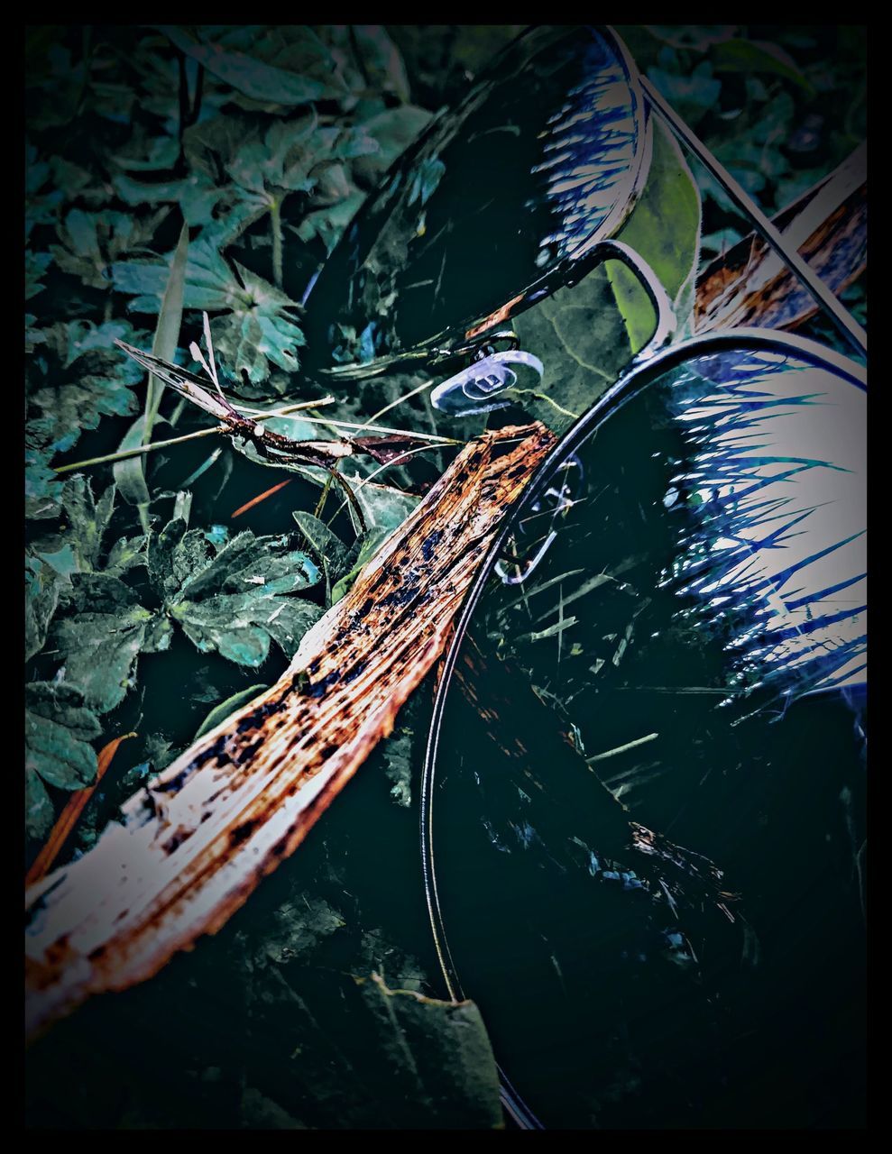 HIGH ANGLE VIEW OF CRAB ON LEAVES