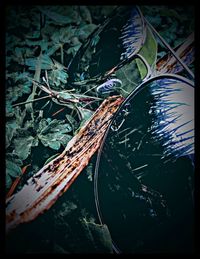 High angle view of leaves in water