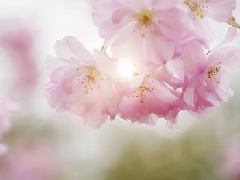 Close-up of pink cherry blossoms in spring