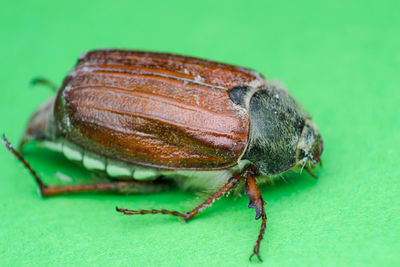 Close-up of insect