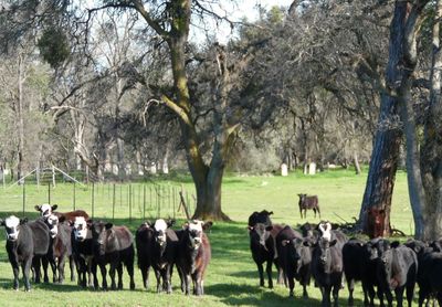 Horses grazing on field