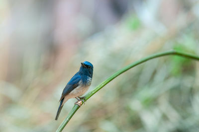 Close-up of bird perching on plant