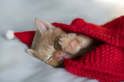 Red kitten sleeping in a santa claus hat and a knitted red blanket. banner