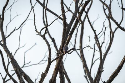 Low angle view of bare tree against sky