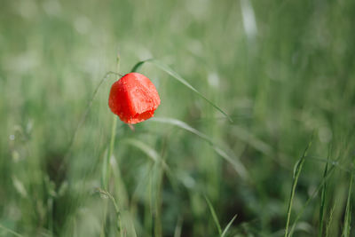 Close-up of red poppy growing on field