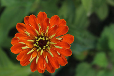 Close-up of orange flower