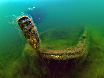 Close-up of turtle in sea