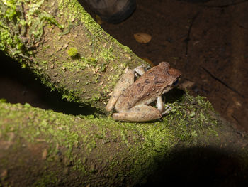 High angle view of frog on tree