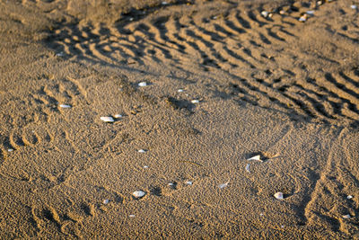 High angle view of tire tracks on sand