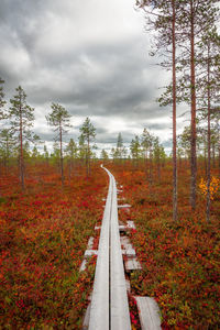 Footpath amidst trees against sky