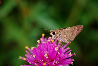 Close-up of butterfly pollinating on purple flower