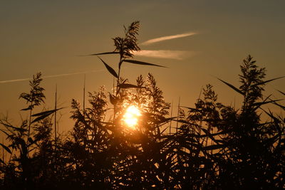 Low angle view of silhouette trees against sky during sunset