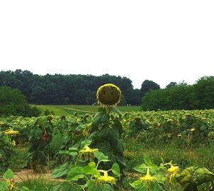 Scenic view of sunflower field against sky