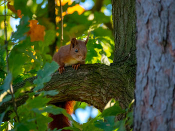 Squirrel on tree trunk