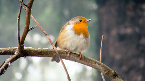 Close-up of bird perching on branch