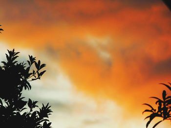 Low angle view of silhouette trees against orange sky