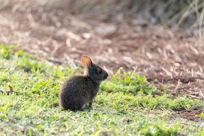 Cute baby marsh rabbit sylvilagus palustris nibbles in a field in naples, florida in spring.