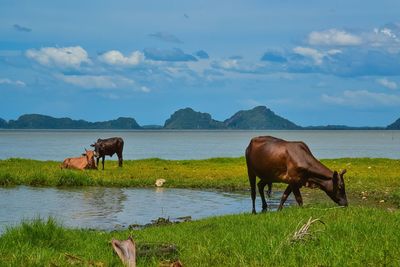 Horse standing on field by lake against sky