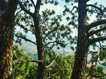 Low angle view of trees against sky
