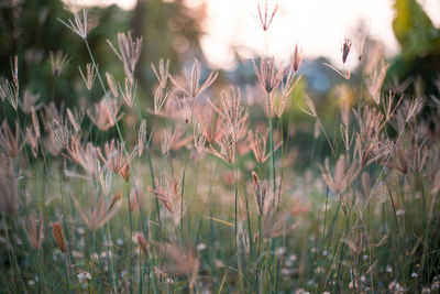 Close-up of wheat field