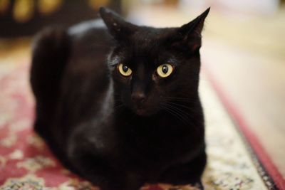 Close-up portrait of black cat at home