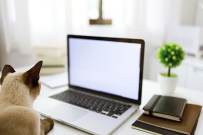 Cat looking away while sitting on table