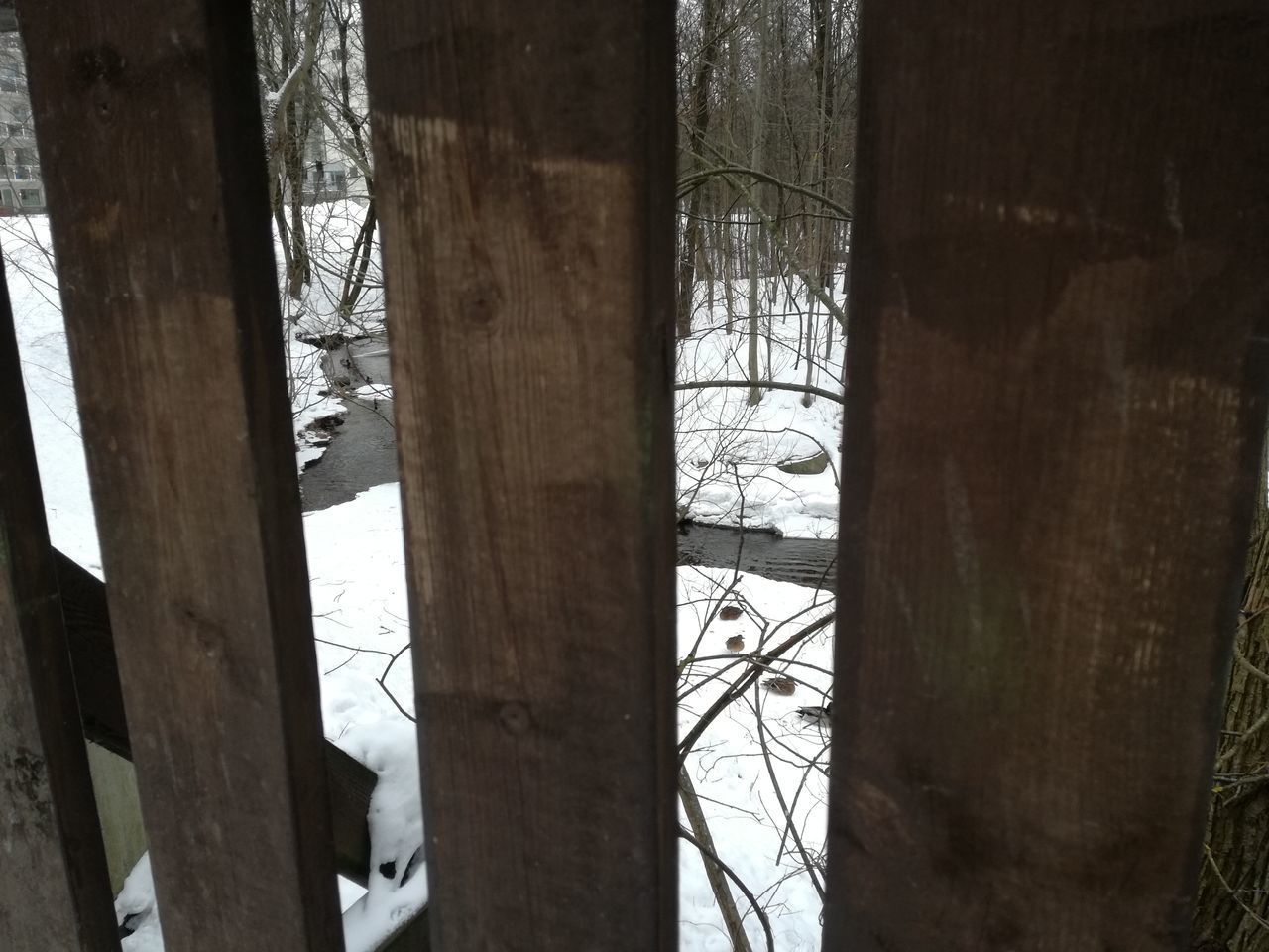 TREES ON SNOW COVERED LAND