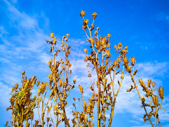 Low angle view of flowering plant against blue sky